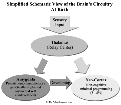 Brainscheme at Birth