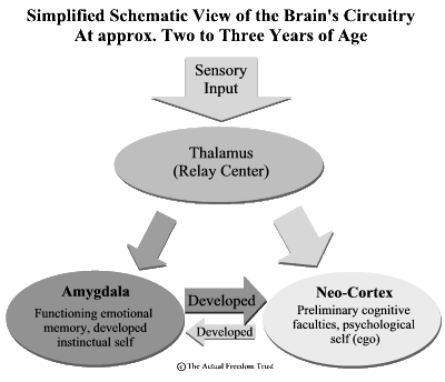 Brainscheme at 2-3 years