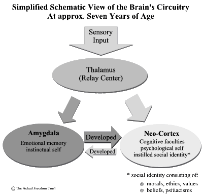 Brainscheme at 7 years